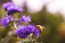 Photo of a purple foliage with a bumble bee on campus