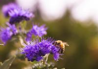 Photo of a purple foliage with a bumble bee on campus