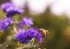 Photo of a purple foliage with a bumble bee on campus